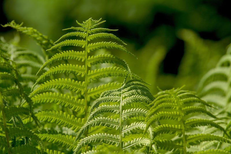 Foliage Plant
