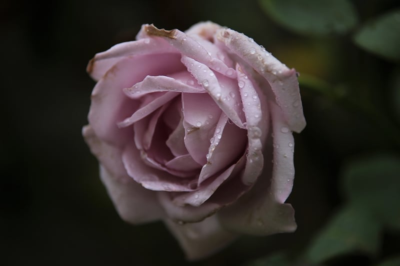 Flowering Plant